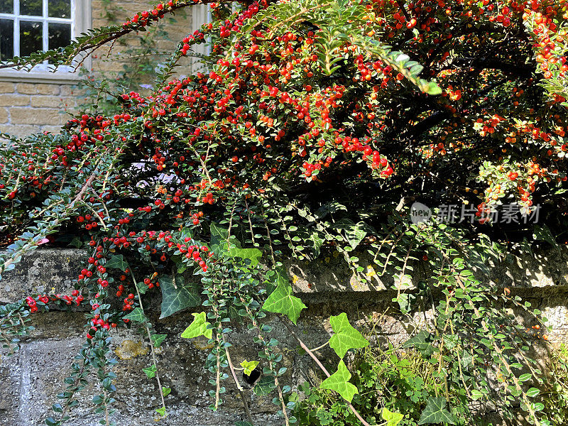 近距离拍摄的红色浆果和有光泽的叶子的岩石喷叶(cotoneaster horizontalis)与蔓生的常春藤叶子，悬挂的缓慢生长的树枝，落叶灌木，聚焦前景